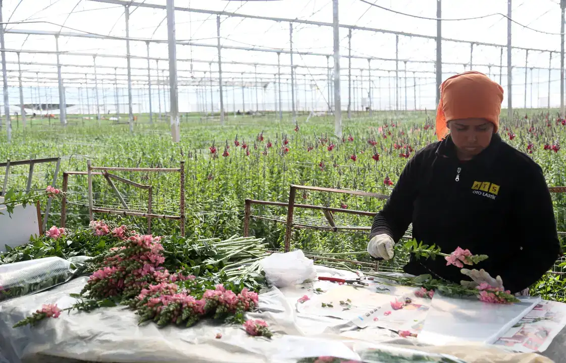 Aslanağzı Üretimiyle Avrupa Pazarına İlk Sevkiyat 4